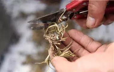 秦岭采药人有声小说,秦岭采药人听书