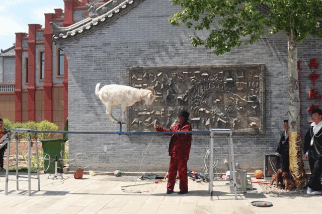 五一康镇活动,康县五一活动