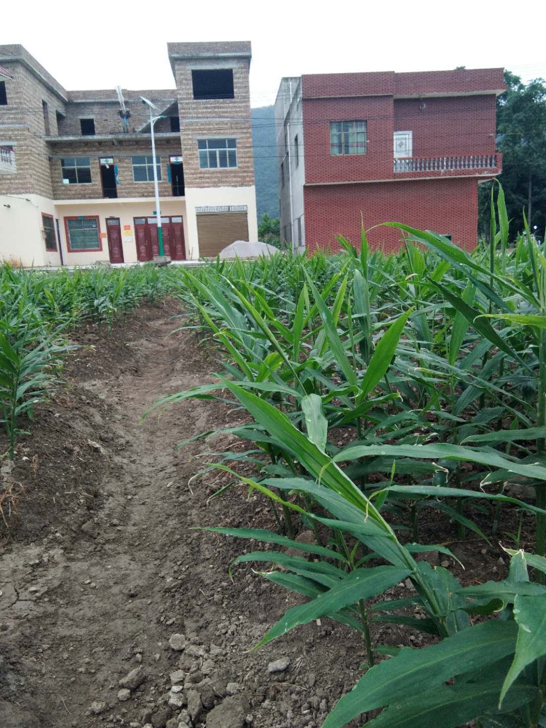 姜黄叶尖干是什么原因,姜叶变黄发白是怎样引起