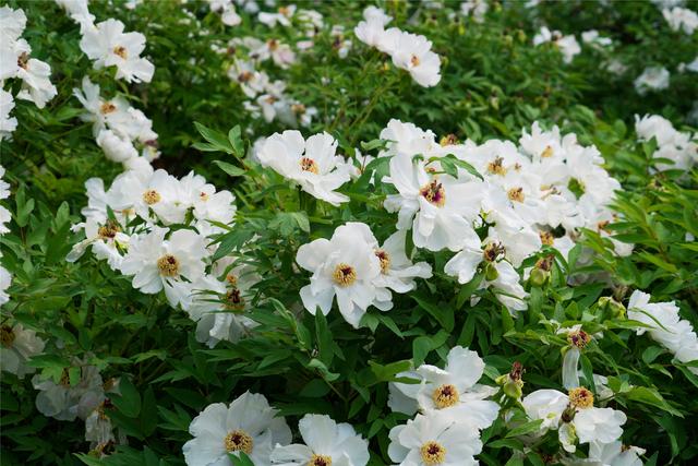 牡丹花开时节，走进十三朝古都洛阳，还有超划算的官方旅游年卡
