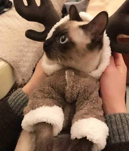 小奶猫什么时候可以不用保暖,除了无毛猫还有什么猫最丑