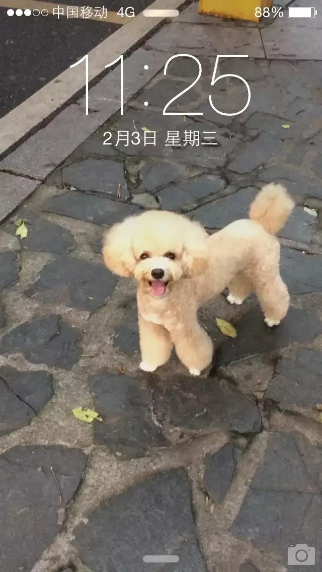 2个月泰迪狗狗怎么养,泰迪狗狗几个月性成熟