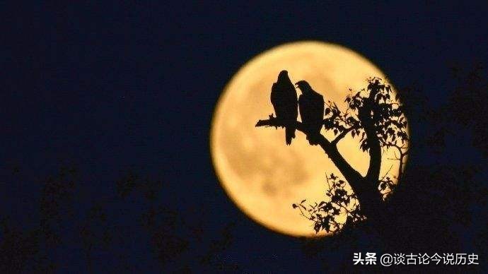 但愿人长久千里共婵娟中的婵娟指,但愿人长久的婵娟是指什么