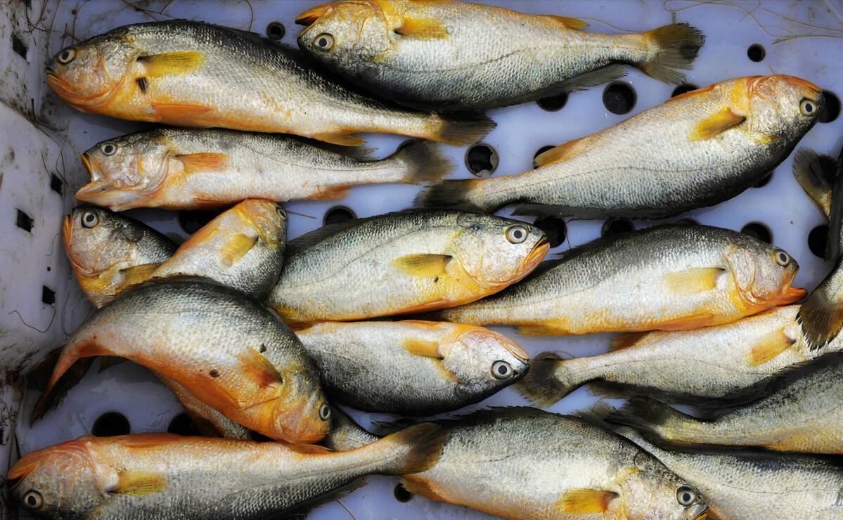 渔民捕到人工放流大黄鱼,渔民捕获1条4.8斤大黄鱼