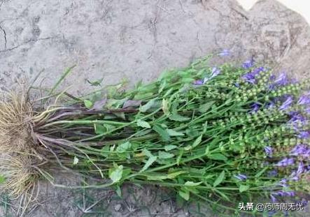 白话文中药,中药半枝莲视频