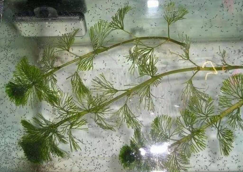 哪些野生水草可以放鱼缸,野外哪些水草可以放鱼缸里