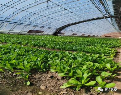 好事成双！拿长春消费券游莲花山，有折扣有套餐！