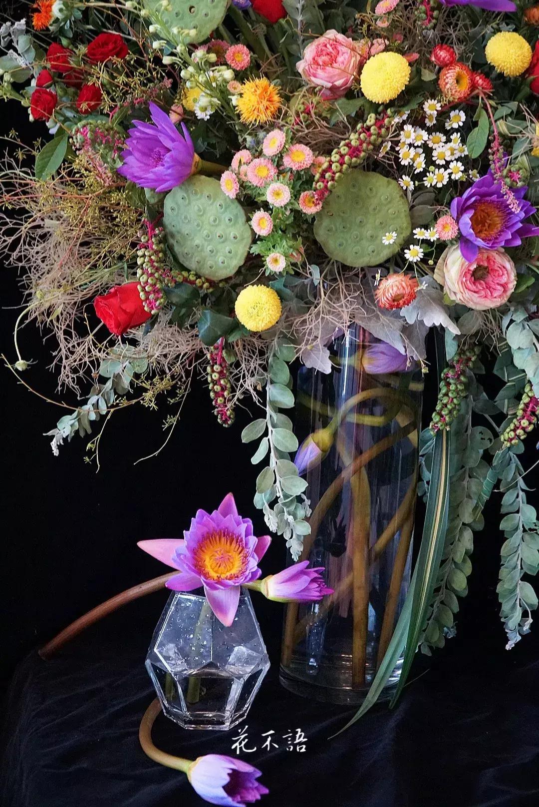 睡莲9月的养护,睡莲的养护方法文字