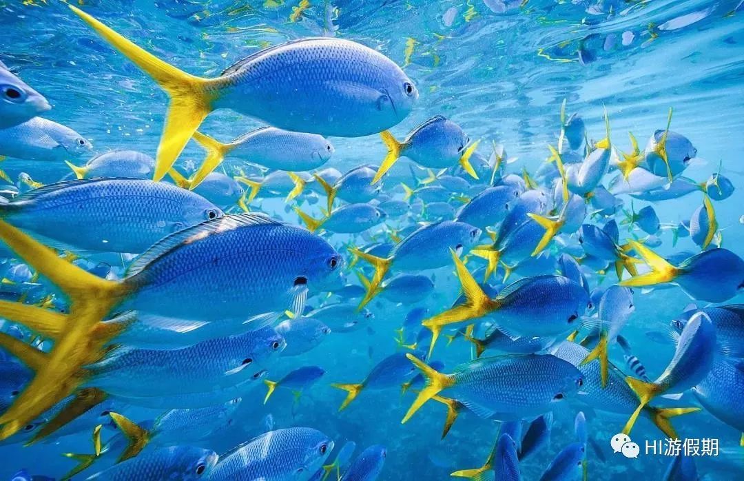 帕劳蓝洞潜水美人鱼,蓝色大海里的帕劳