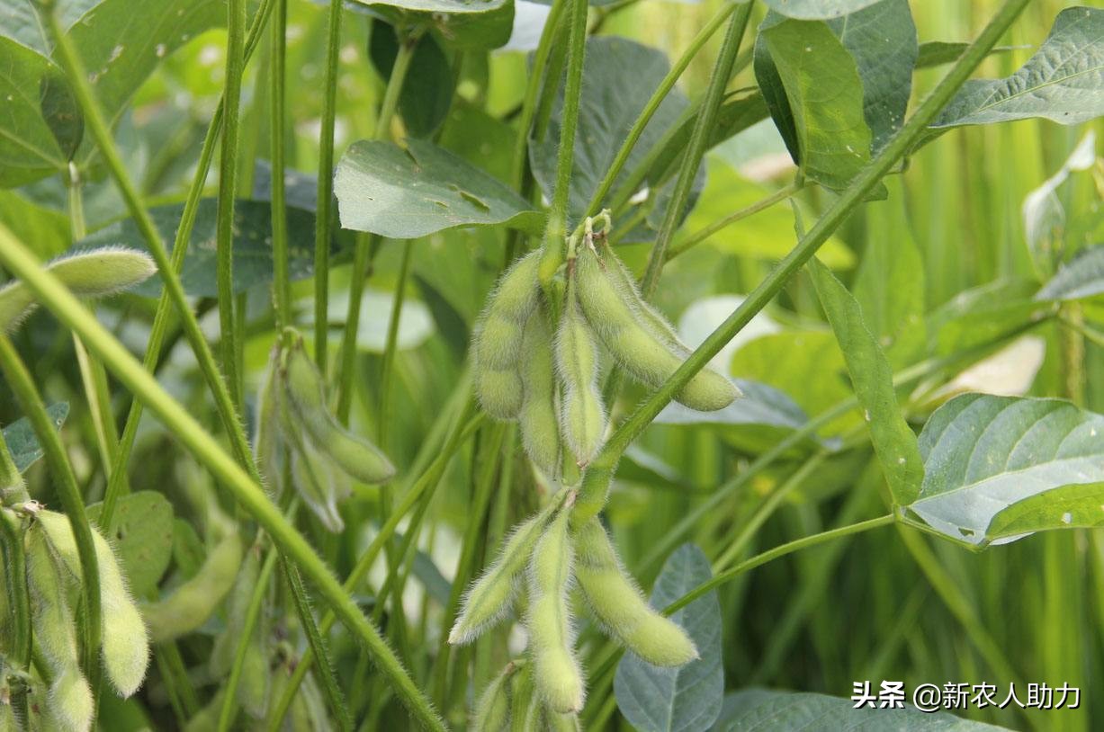 如何种黄豆最简单的种法,怎样种黄豆在家