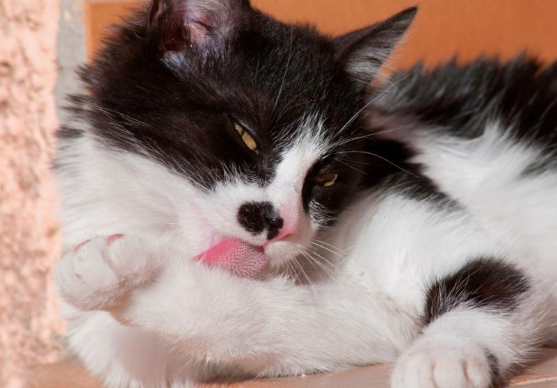 毛球堵塞是什么,怎么样帮助猫咪消化毛球