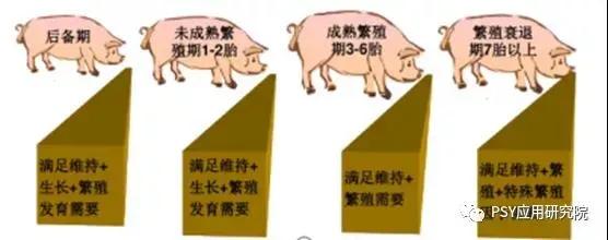 母猪产前一个月流产是怎么回事,母猪1个月流产