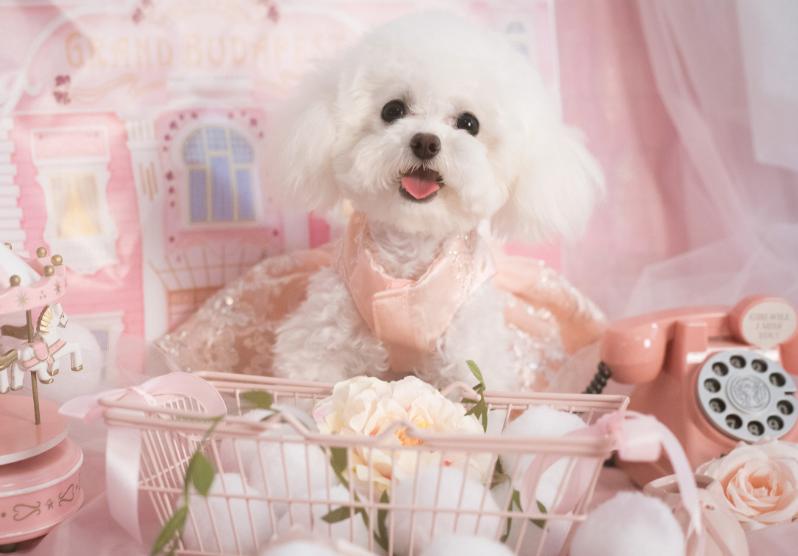 六个月泰迪需要补充什么营养,3个月的泰迪应该吃什么才有营养