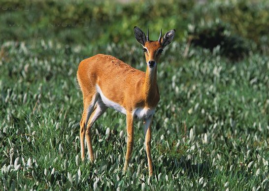 非洲牛科,物种繁多,来认识一下非洲大陆的各种羚羊吧
