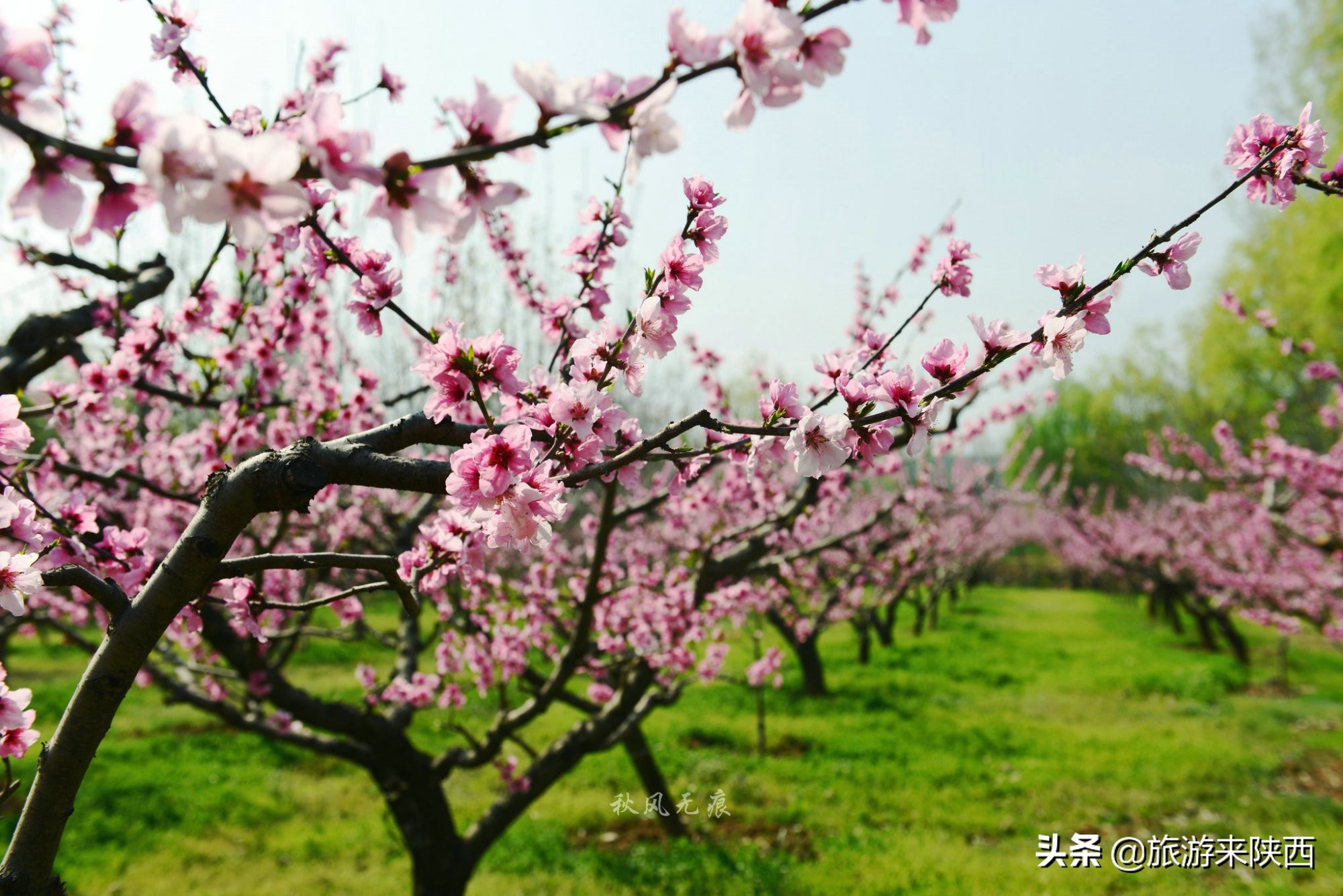 长安区王莽千亩桃园,西安王莽万亩桃花源