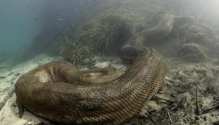 世界上最猛的蛇是不是黄蟒蛇,世界上体型最长的的八大蛇