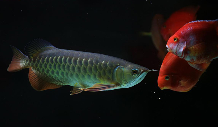 龙鱼幼鱼期怎么分辨金龙还是红龙,20公分龙鱼怎么区分金龙红龙