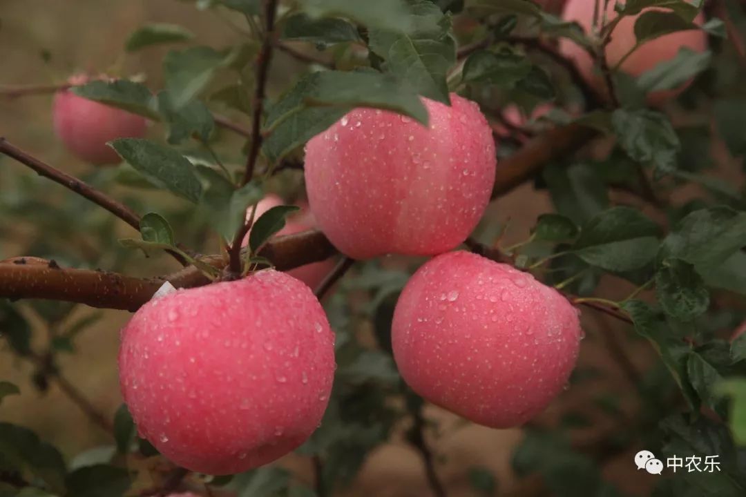 翼城工作站，树好、形好、果更好