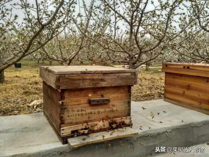 樱桃树如何正确种植,樱桃好吃树难栽真的就这么难么