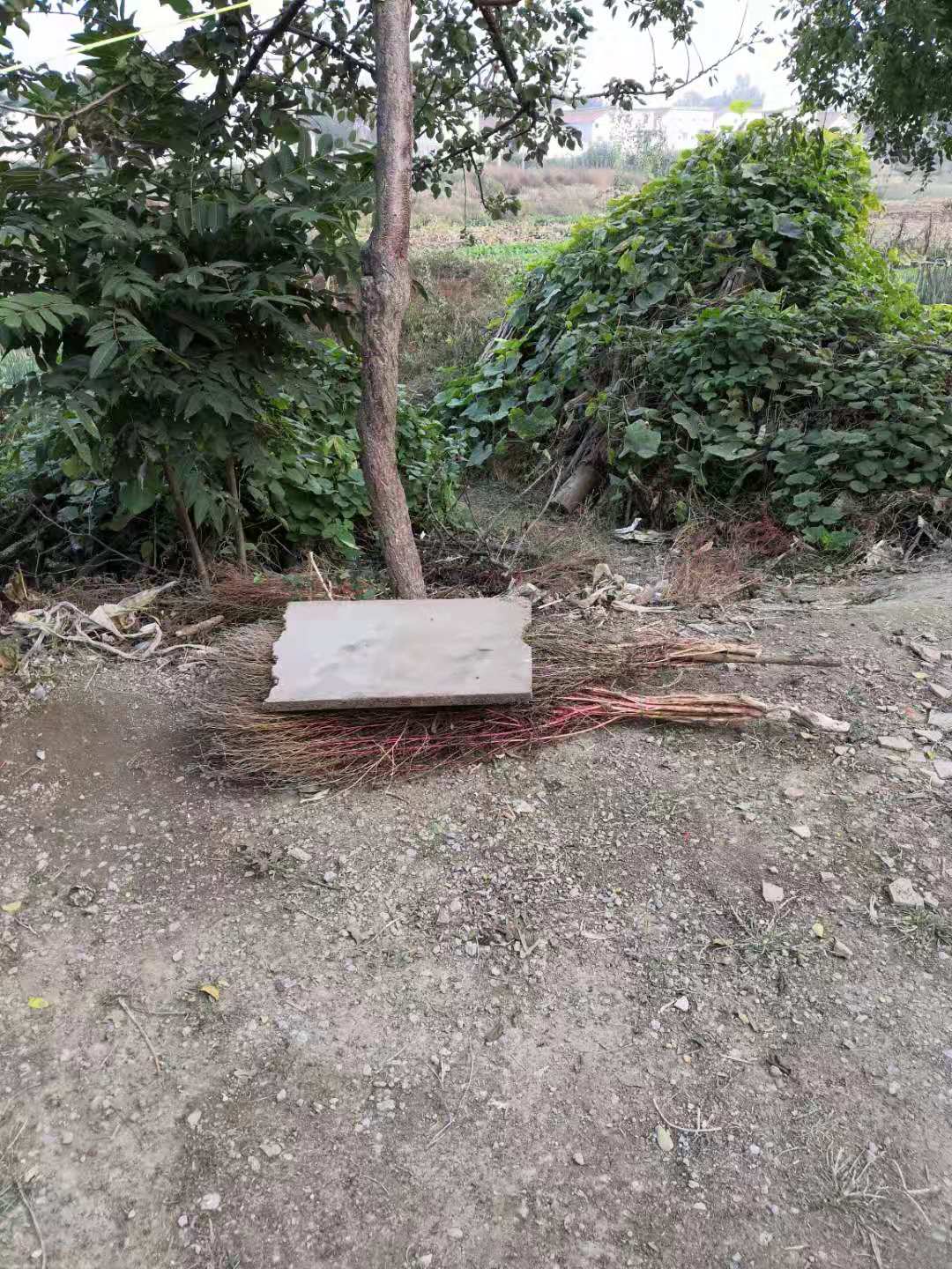 野竹可以入药吗,北方小竹子有什么用