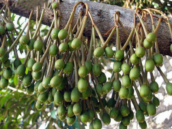 榴莲千层的秘密,关于榴莲的秘密榴莲为什么这么香