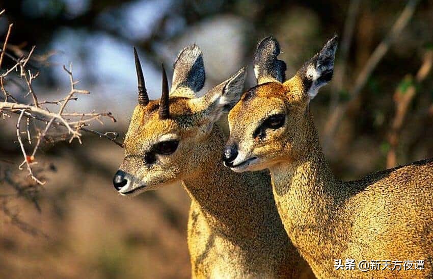 世界上最萌的动物前三名,世界上最呆萌的动物排名