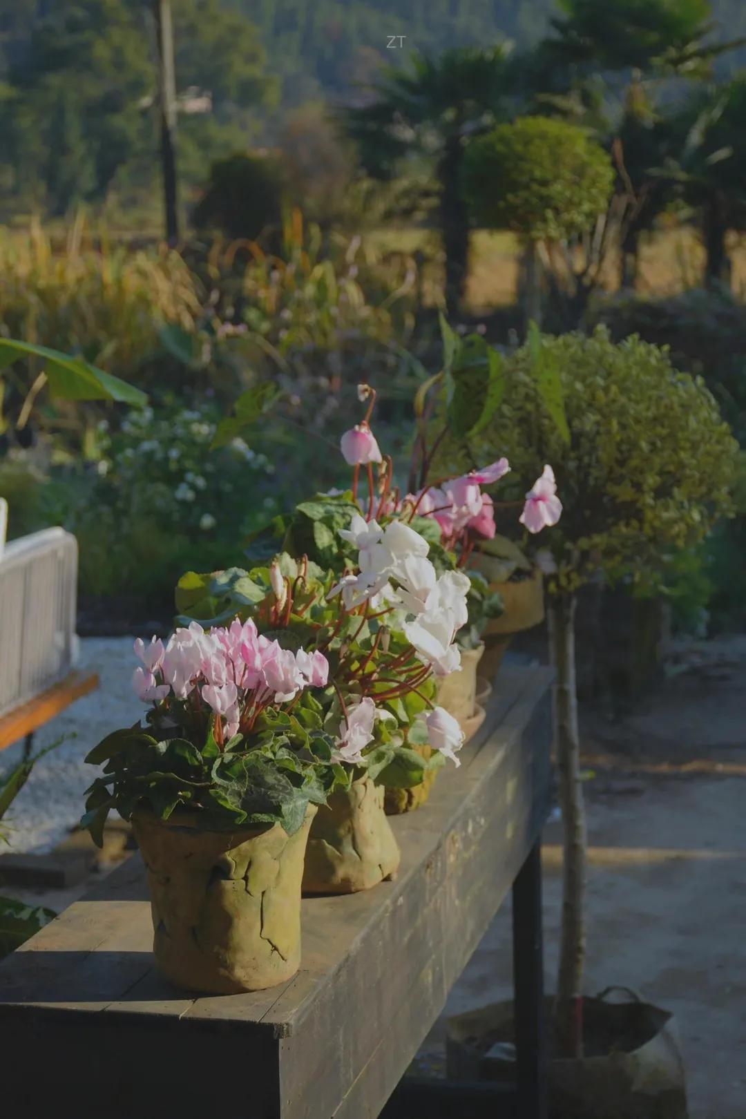 90后男孩住进郊区老屋，徒手打造400㎡自然花园，里面装满小精灵