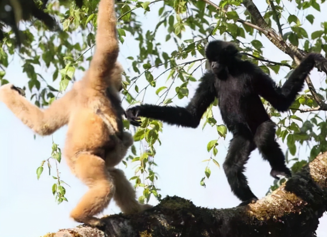 长臂猿真的会吃肉吗,巨猿捕食猴子