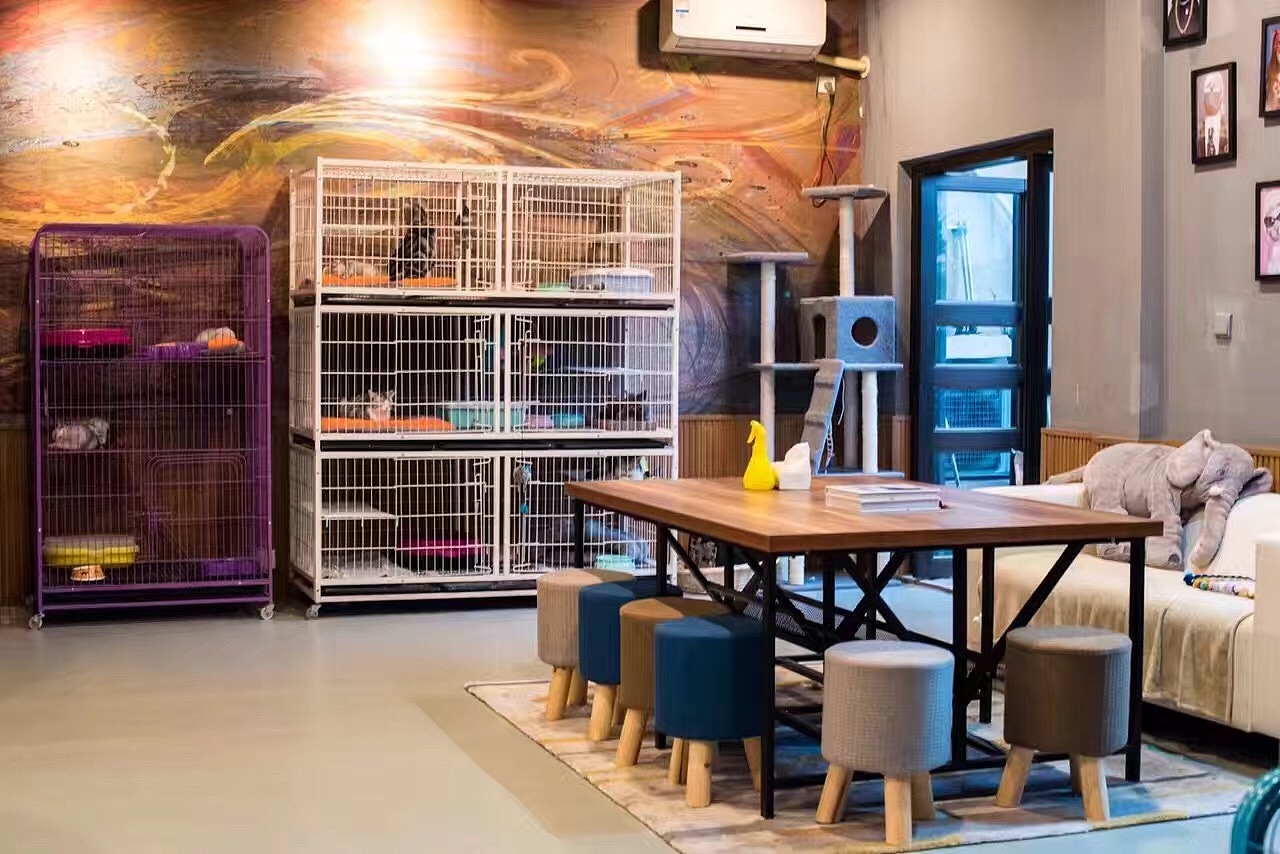 宠物店买猫中遇到的三个坑点，挑选健康幼猫需把控好细节