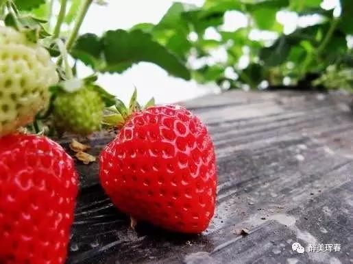 珲春春夏游,五一节珲春旅游