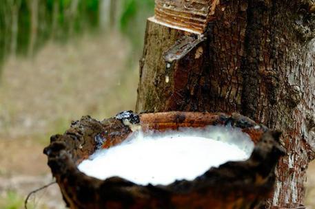 泰国本土乳胶枕靠谱的,泰国哪种乳胶枕最舒服