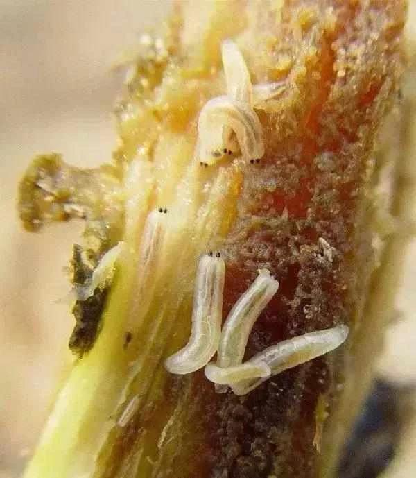 蔬菜害虫最佳防治方法,如何自制杀虫剂防治蔬菜害虫