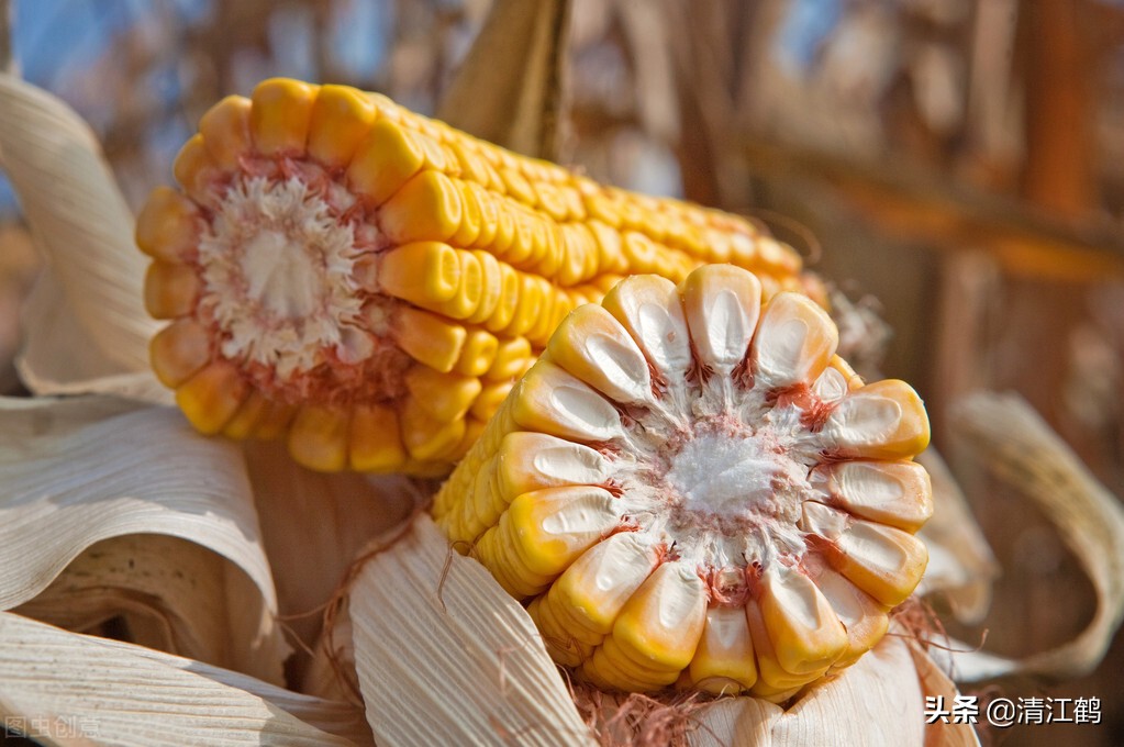 种子质量标准包括哪些,种子质量有问题造成减产怎么处理