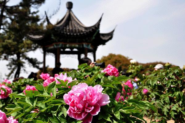 28届菏泽牡丹花会直播,38届洛阳牡丹花会直播