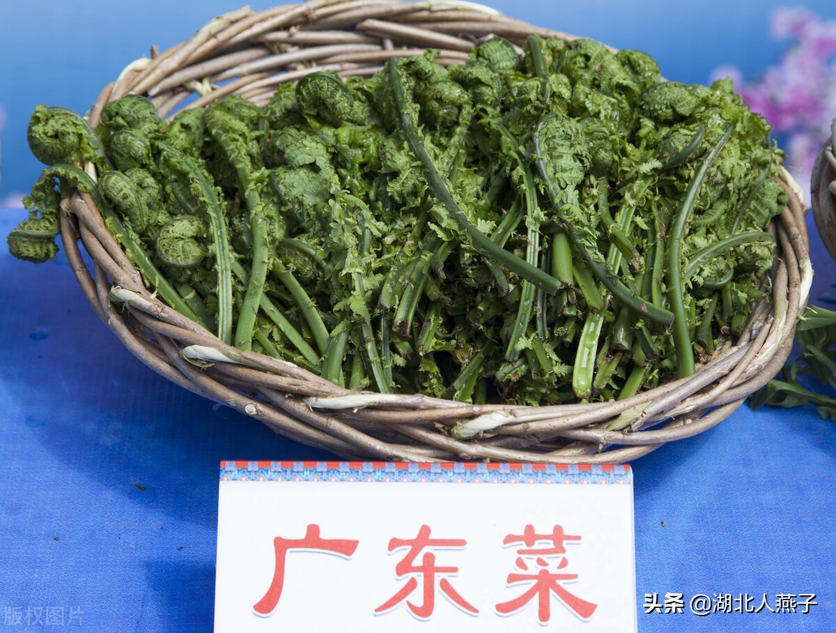 常见野菜的种类和图片大全 (各种野菜大全带图片)