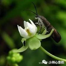 动物中药功效大全,中药药材大全及功效