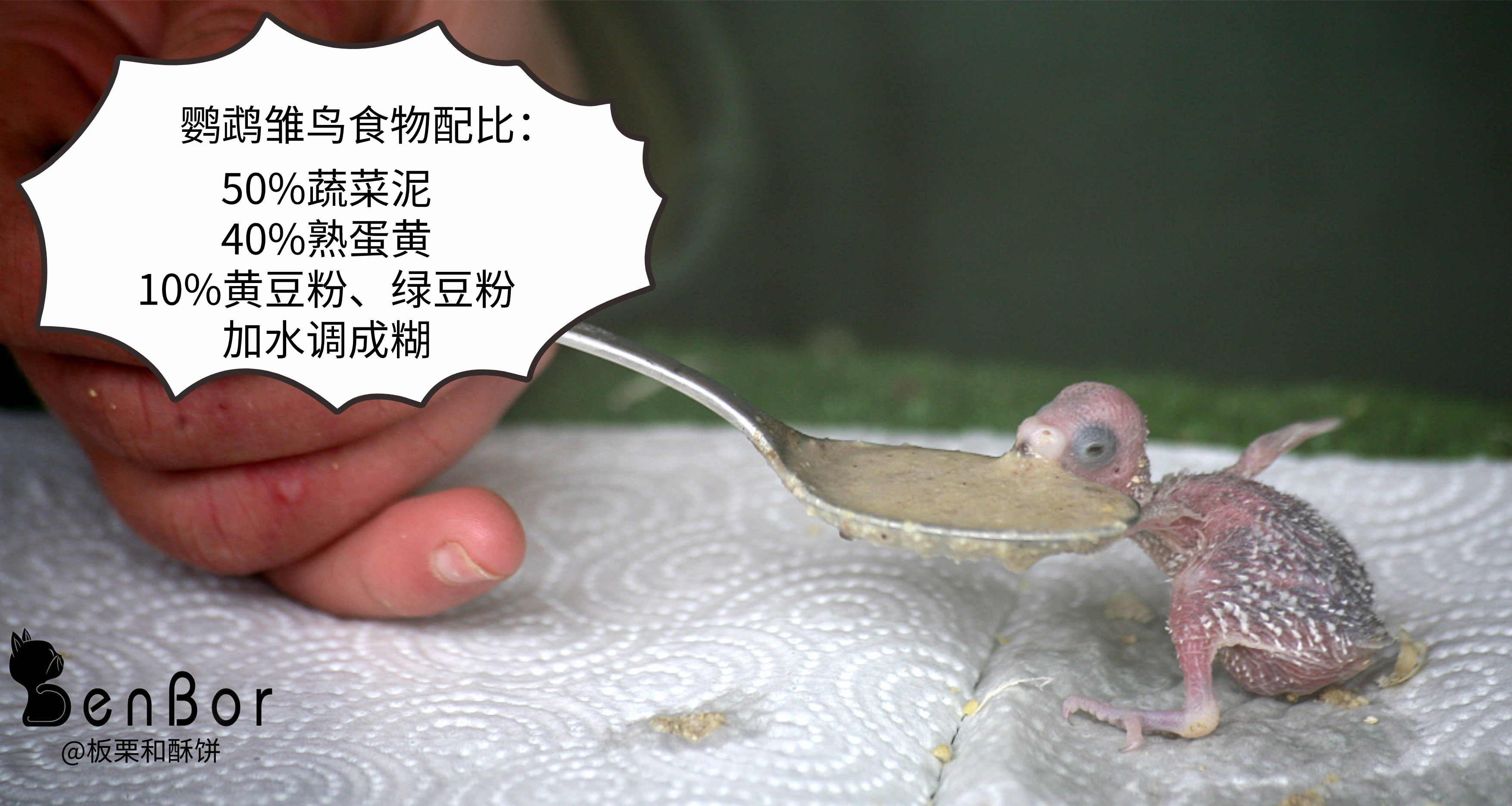 从雏鸟长到成年要多长时间,刚出壳的幼鸟大鸟怎么喂养幼鸟