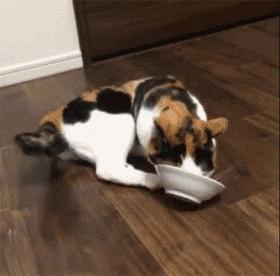 猫咪喝水碗里有红色蠕动虫子,猫咪喝水碗里有小黑虫