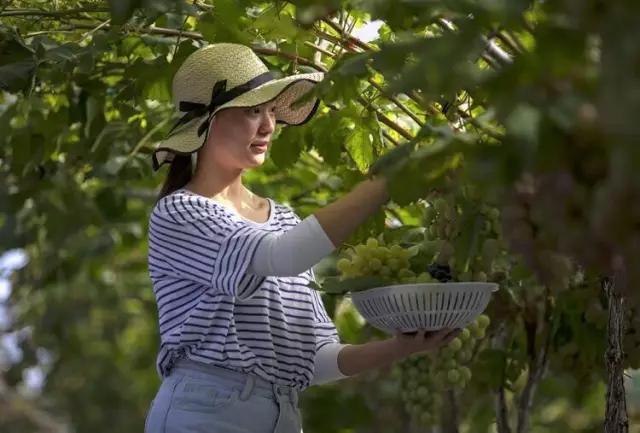 李子柒令人向往的世外桃源生活,李子柒记录的简单淳朴的田园生活