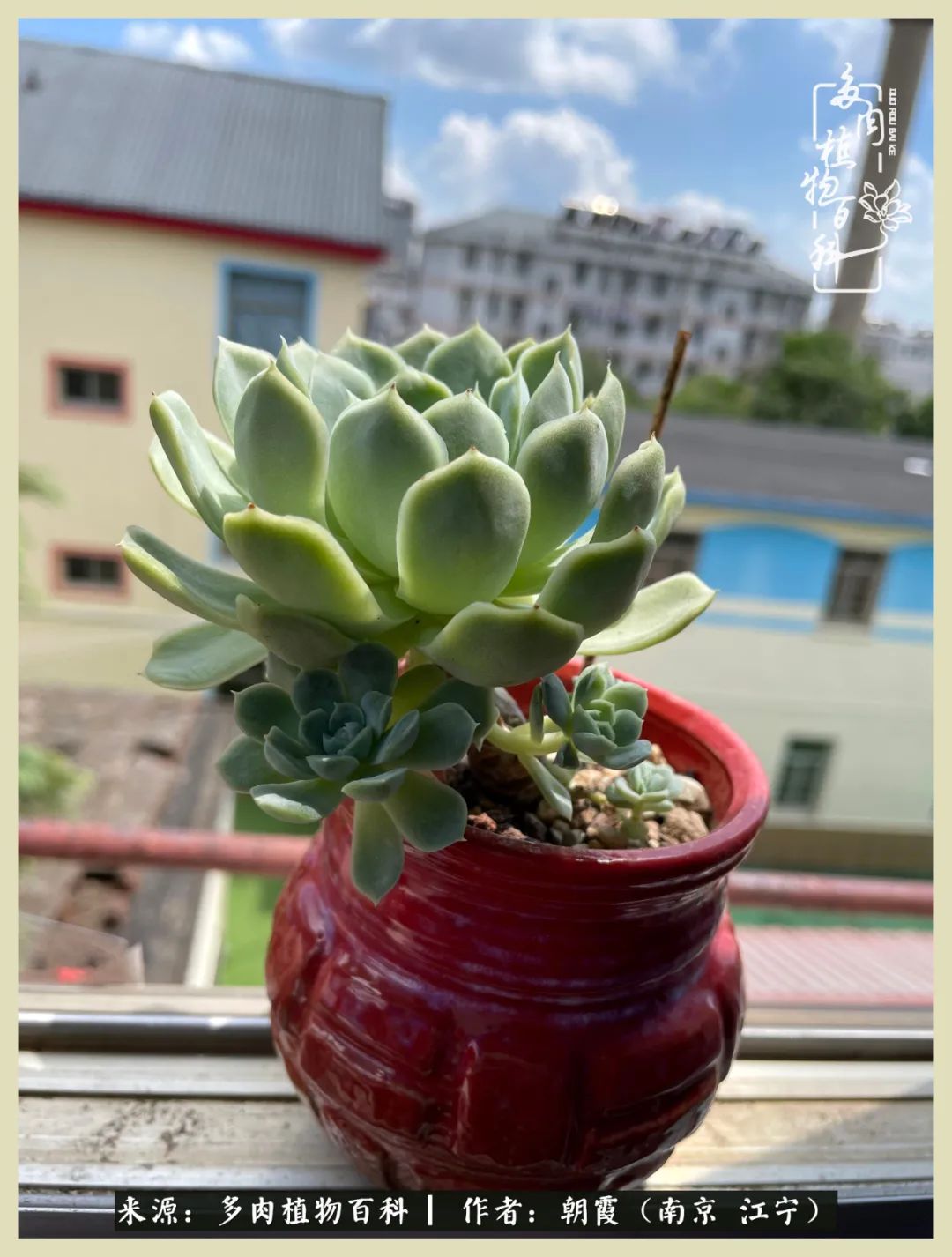 多肉最美的飘枝品种,多肉最美老桩