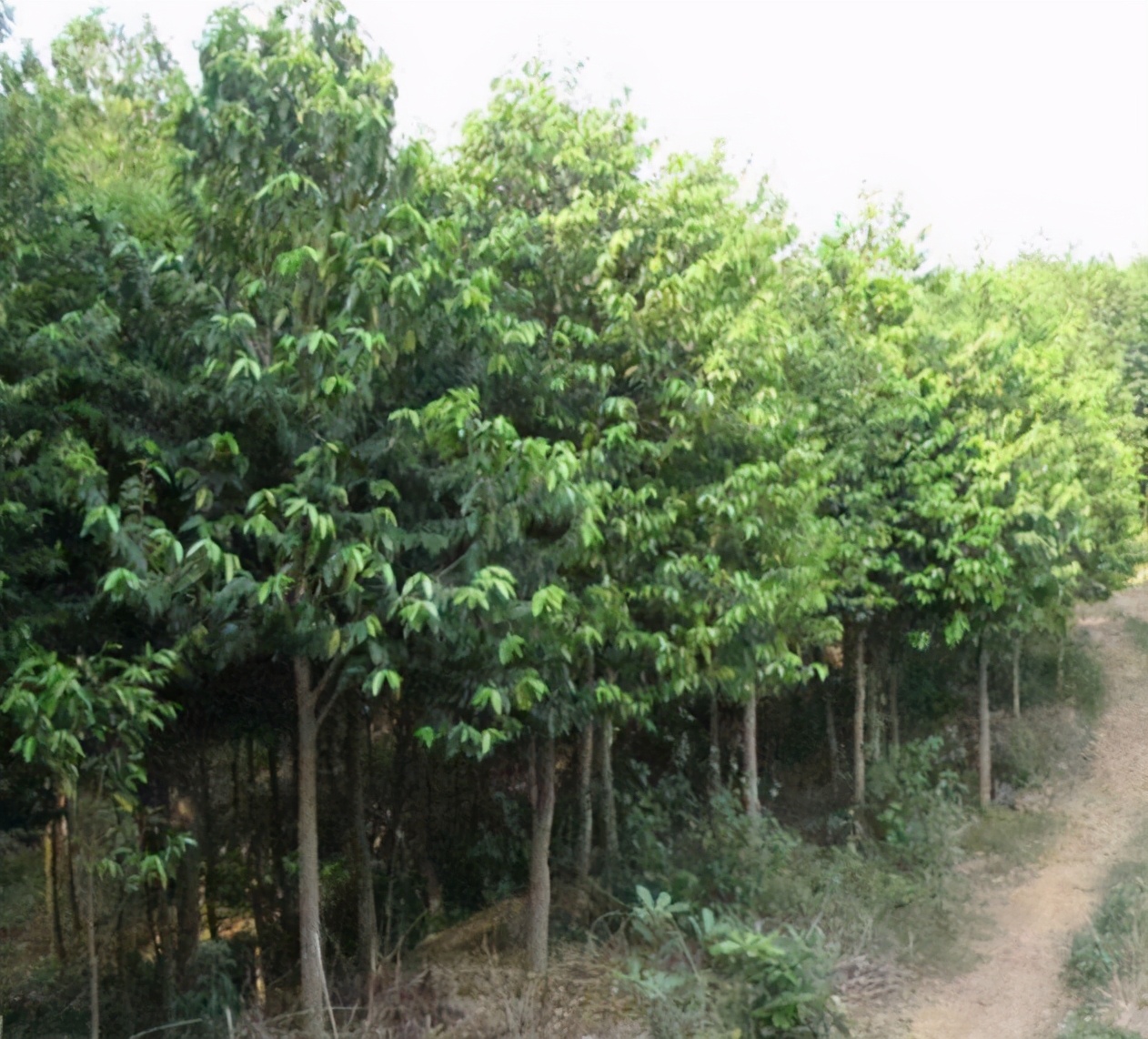 此物便是沉香树，牢记面貌，如若遇见，好好保护，实在太珍贵了