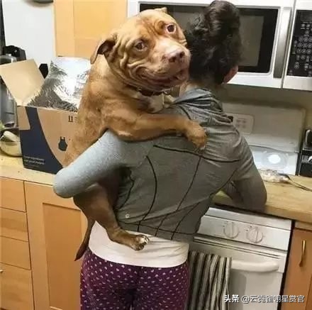 比特犬是最猛的吗,比特犬有多厉害