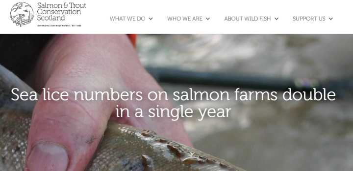 挪威三文鱼和北欧大西洋鲑鱼,德国鲑鱼和挪威三文鱼