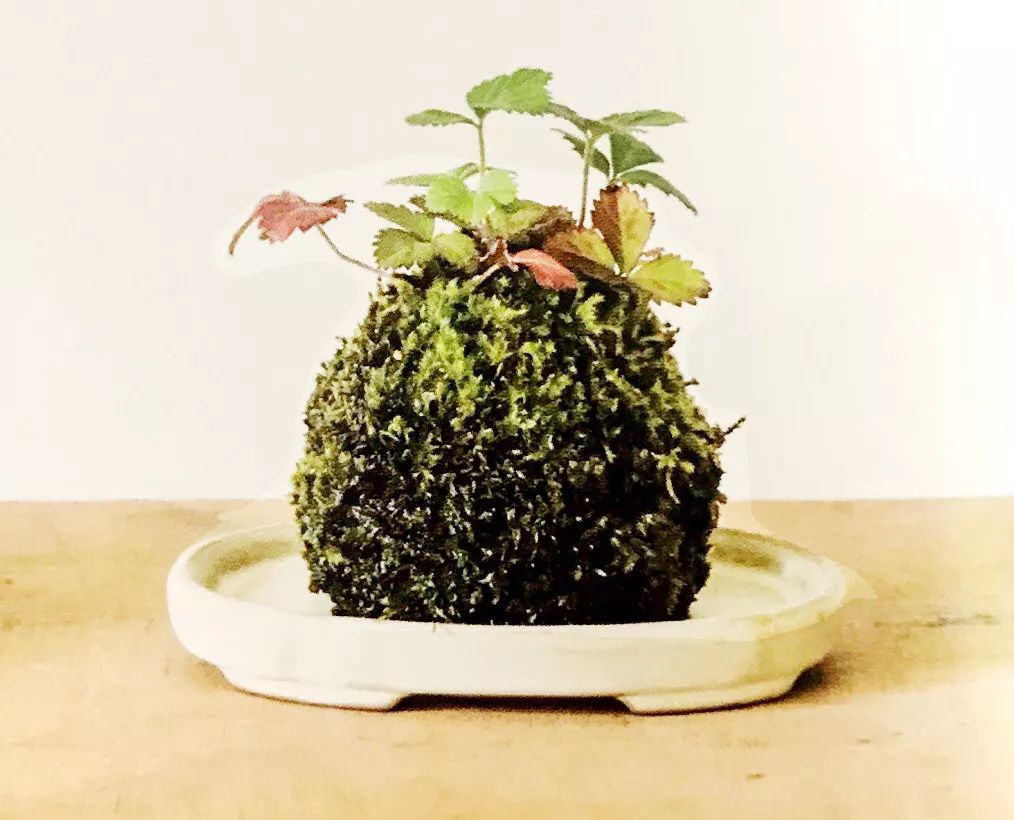 适合做苔玉的苔藓有哪些,适合做苔玉的苔藓