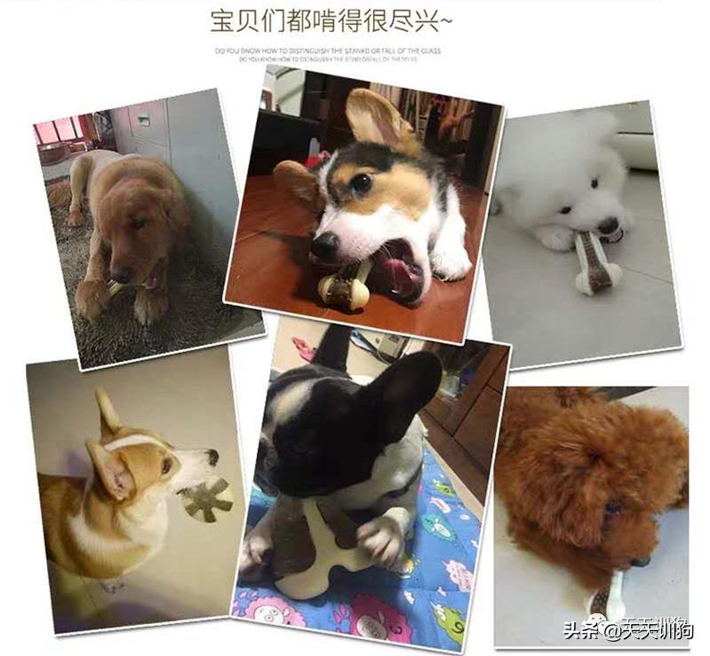 狗狗喜爱的玩具大盘点,了解狗狗的玩具最适合哪一种