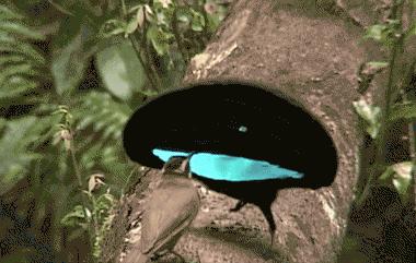 人类女性为什么隐藏排卵期,女性要知道的排卵期