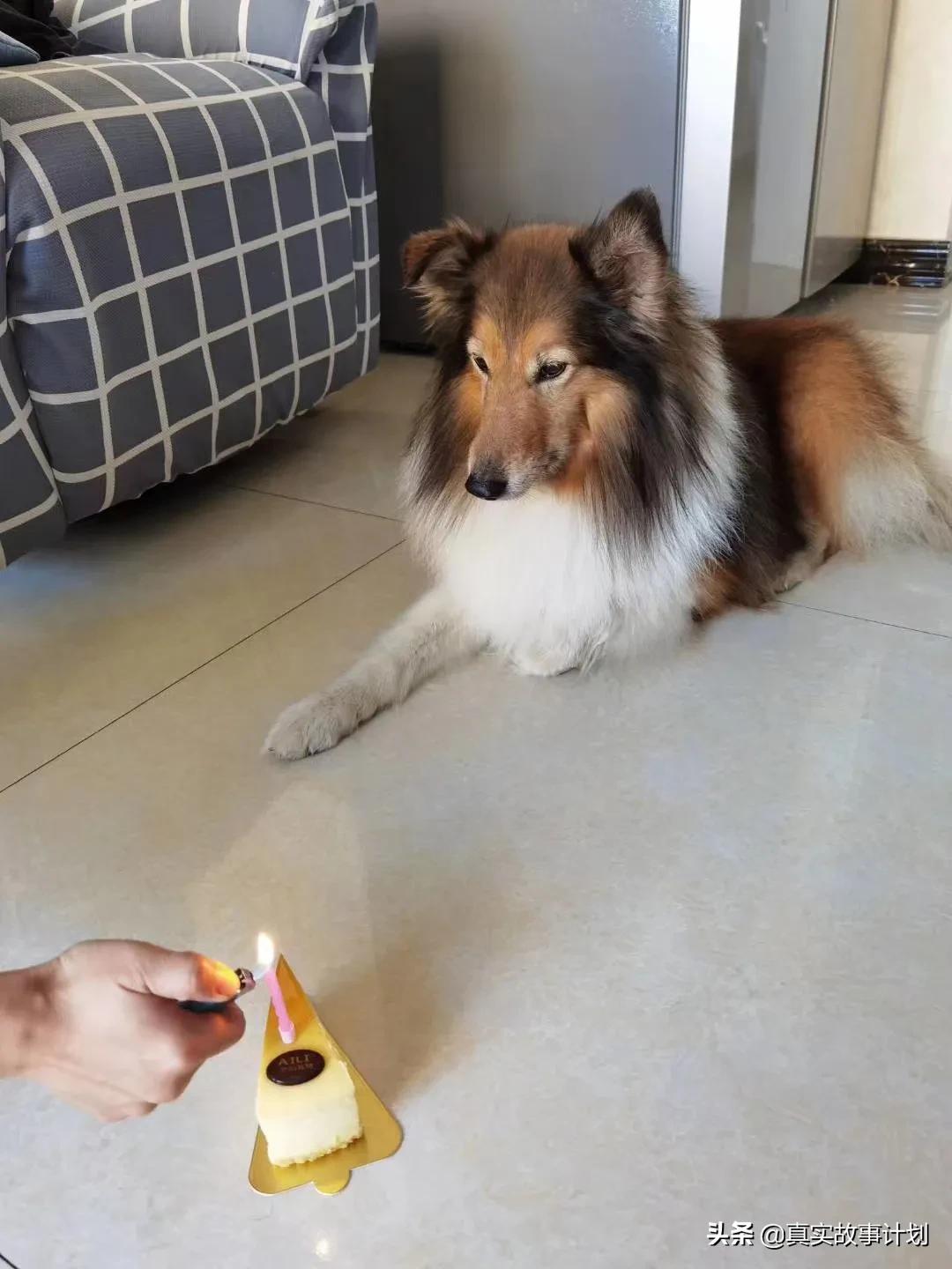 宠物减肥课程价目表,宠物私教一节5000元减肥课