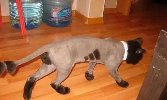 阿迪达斯痛失三道杠,最伤心的还是俄罗斯人民...