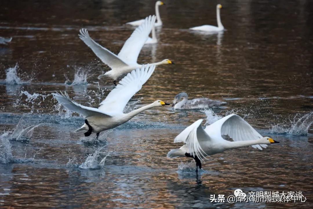 天鹅带着梨城“飞”向全国