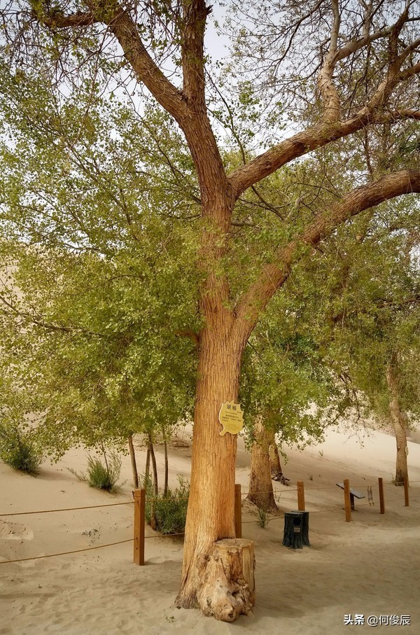 鸣沙山月牙泉堆满了游客,鸣沙山月牙泉景区